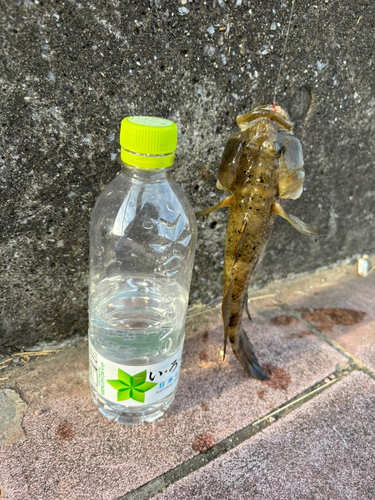 ウロハゼの釣果