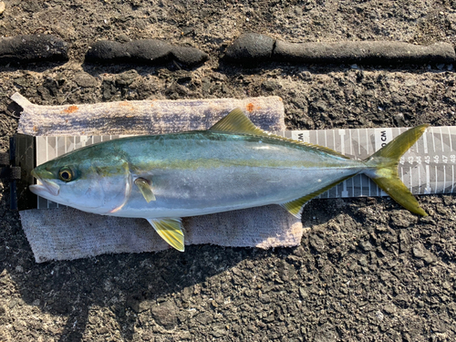 ヤズの釣果