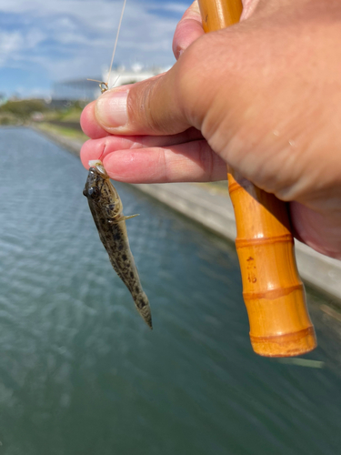 マハゼの釣果