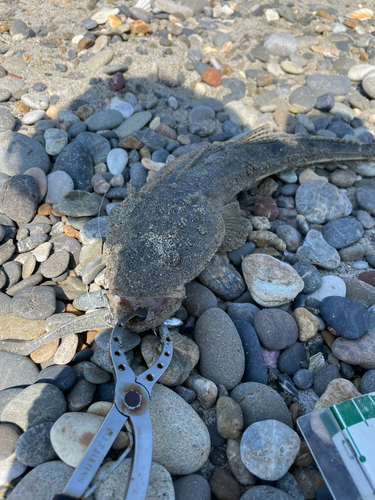 マゴチの釣果