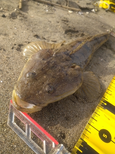 マゴチの釣果