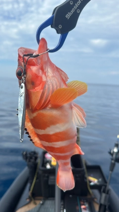 アカハタの釣果