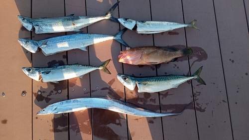 サバの釣果