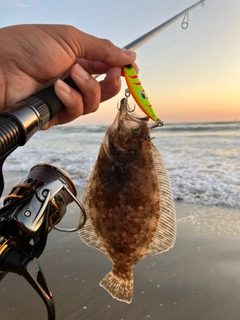 ヒラメの釣果