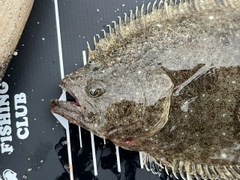 ヒラメの釣果