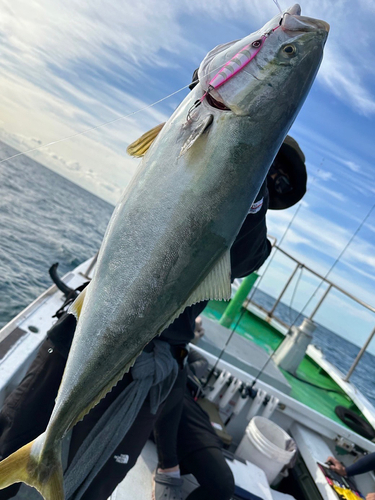 ワラサの釣果