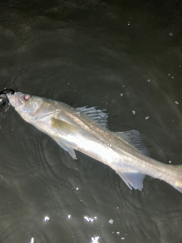 フッコ（マルスズキ）の釣果