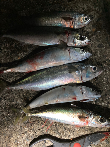 サバの釣果