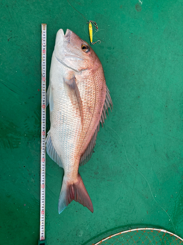 マダイの釣果