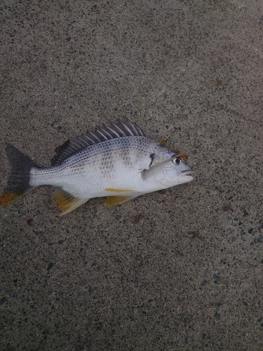 キビレの釣果