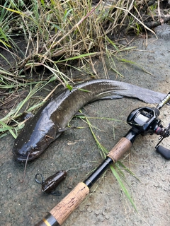 ナマズの釣果