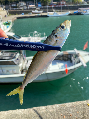 ムロアジの釣果