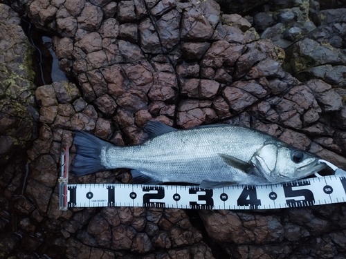 フッコ（マルスズキ）の釣果