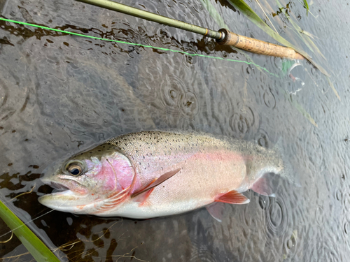 ニジマスの釣果