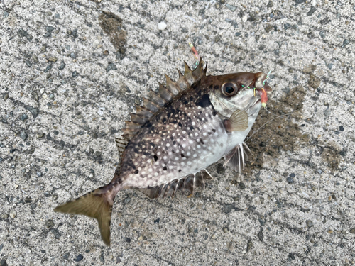 アイゴの釣果