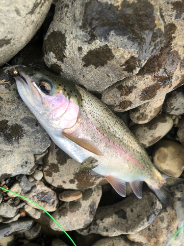 ニジマスの釣果