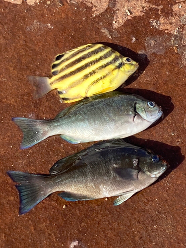 カゴカキダイの釣果