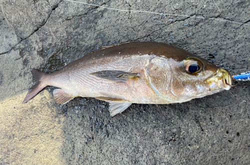 イサキの釣果