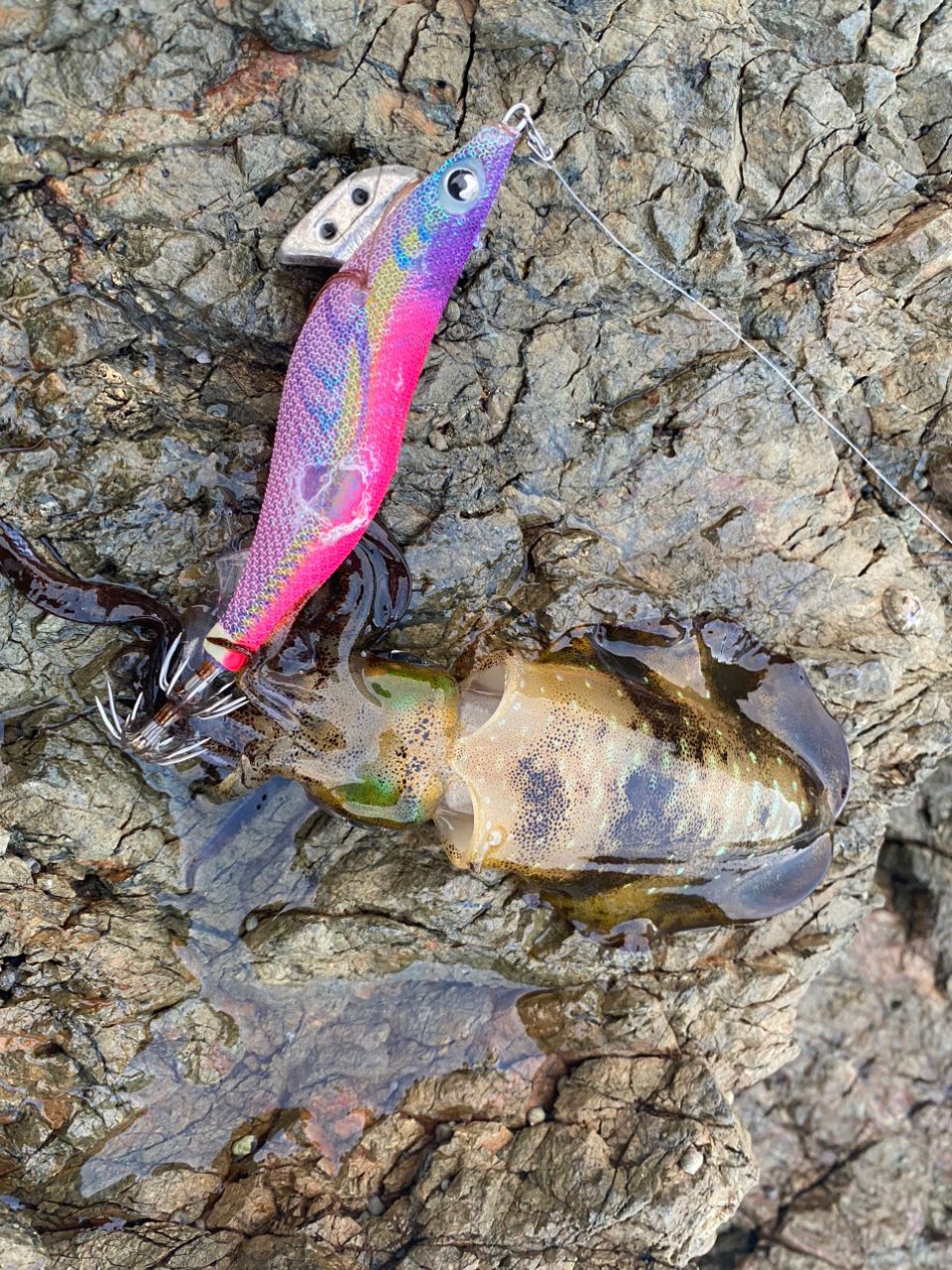 turisuki konitanさんの釣果 2枚目の画像