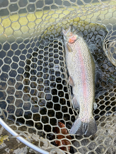 ニジマスの釣果