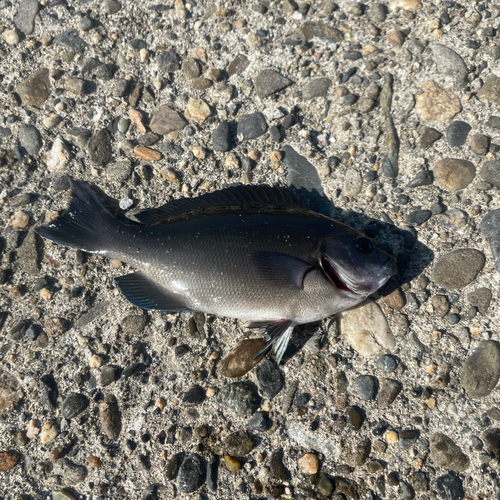 メジナの釣果