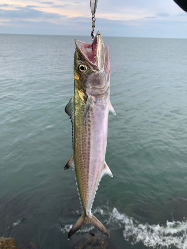 サゴシの釣果