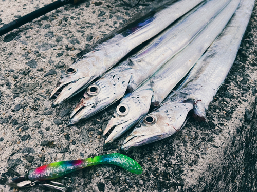 タチウオの釣果