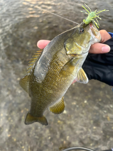 スモールマウスバスの釣果