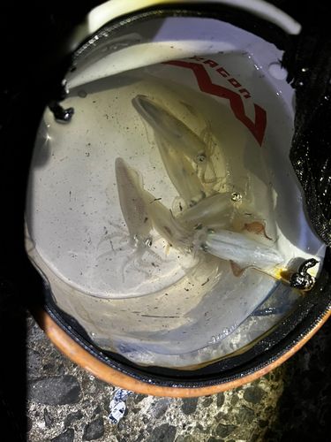 マメイカの釣果
