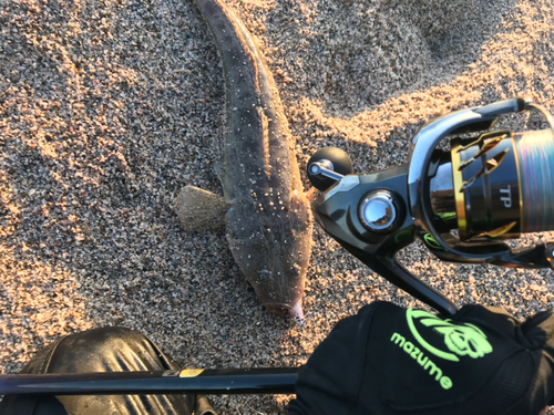 マゴチの釣果