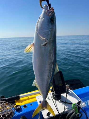 ハマチの釣果