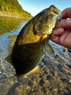 スモールマウスバスの釣果