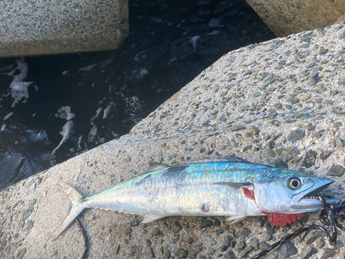 サゴシの釣果