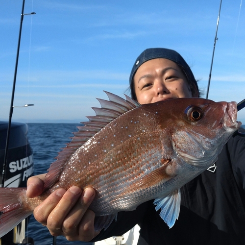 マダイの釣果