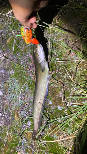 マナマズの釣果