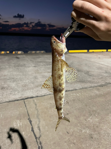 マダラエソの釣果