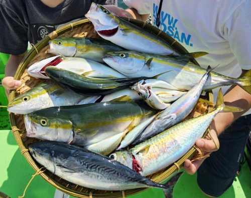 イナダの釣果