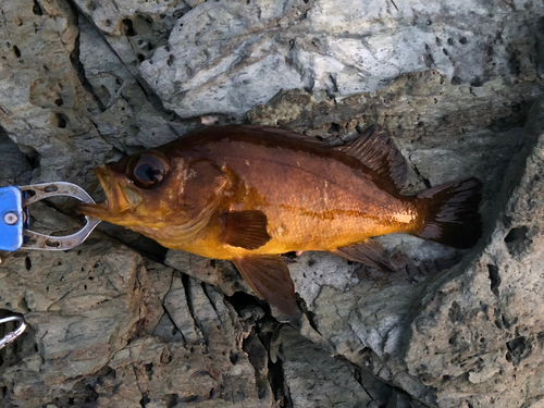 メバルの釣果