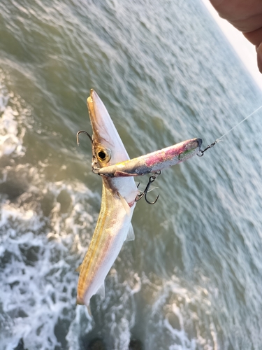 カマスの釣果