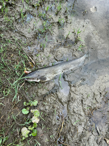 ナマズの釣果