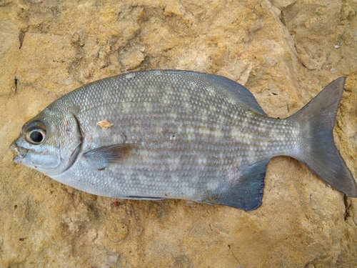 イスズミの釣果