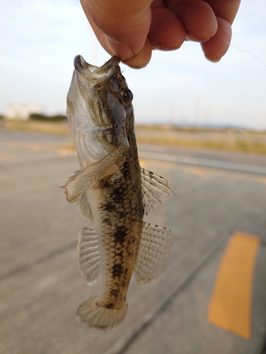 ハゼの釣果