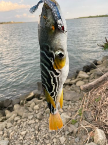 シタビラメの釣果