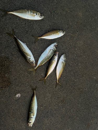 マアジの釣果