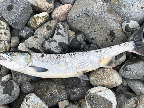 シロザケの釣果