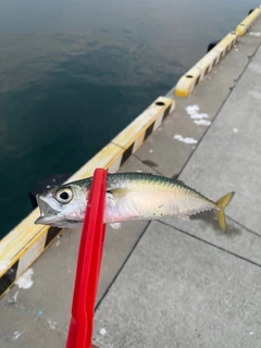 サバの釣果