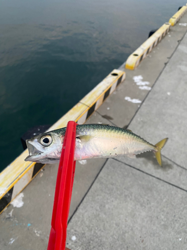 サバの釣果