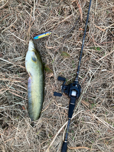 ナマズの釣果