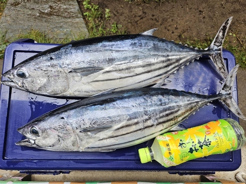 カツオの釣果