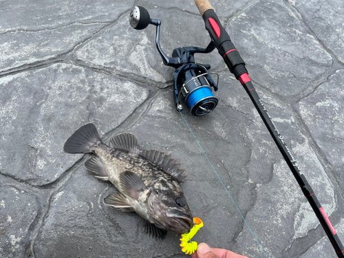 クロソイの釣果